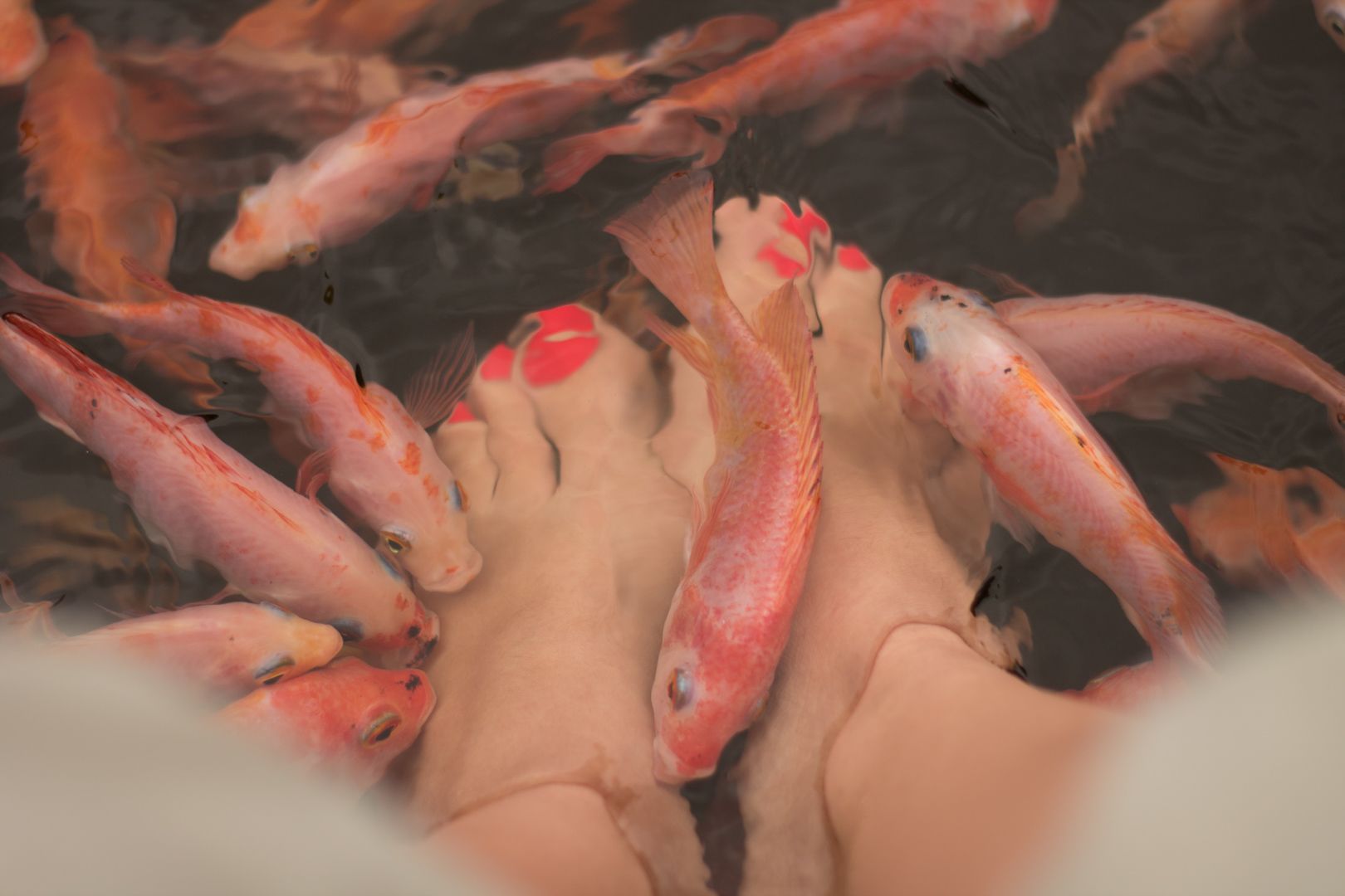Fish pédicure au Sri Lanka