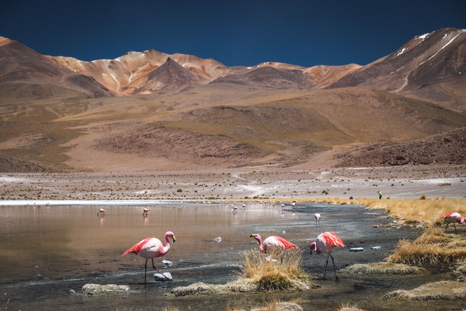 flamants altiplano laguna canapa