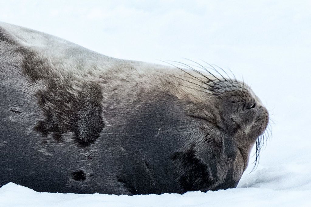 Protéger l'Antarctique